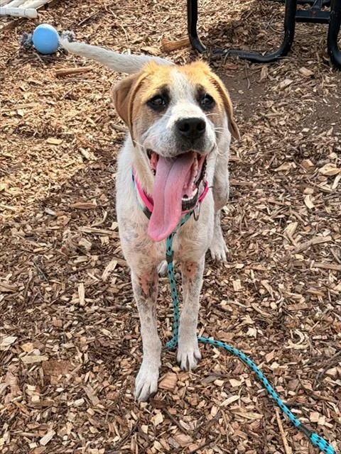 A young medium-sized female Labrador Retriever dog named Pepper for adoption in Leesburg, VA