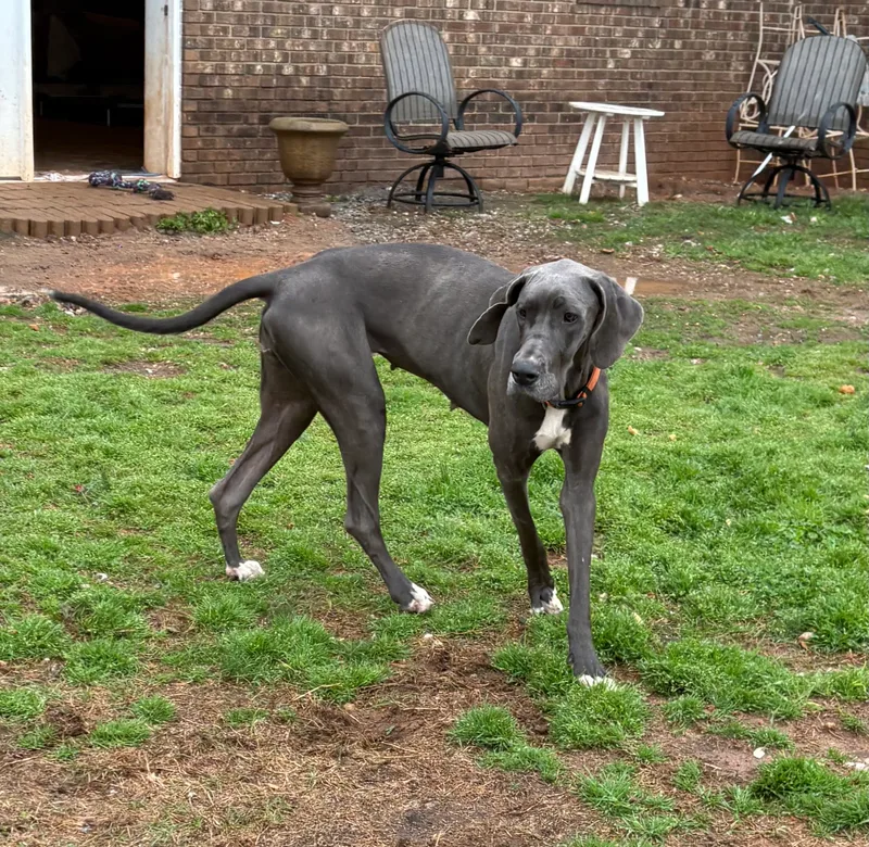 Emmy Lou thumbnail 3