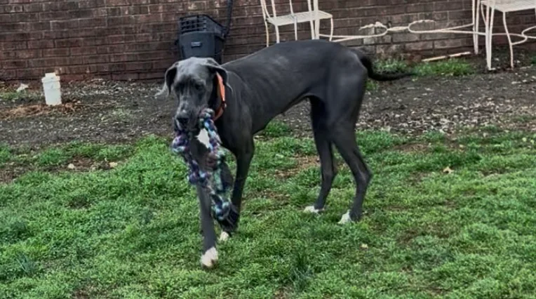 Emmy Lou thumbnail 4