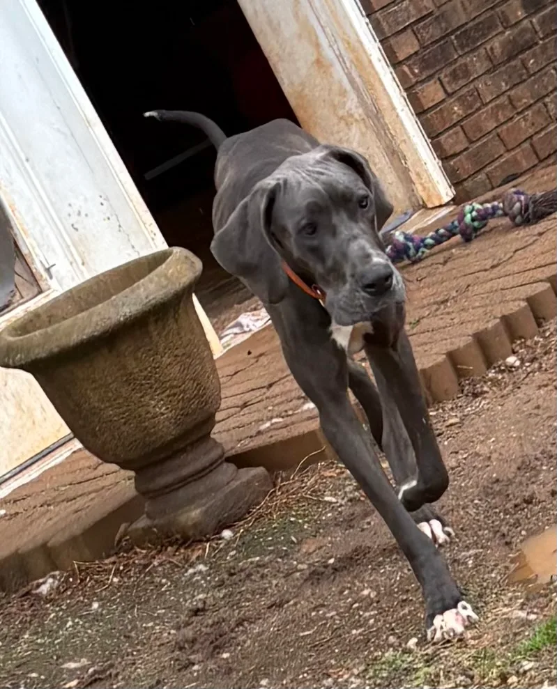 Emmy Lou thumbnail 2