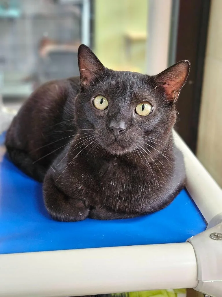 An adult medium-sized male Domestic Short Hair cat named Balsamic Vinegar for adoption in Cincinnati, OH