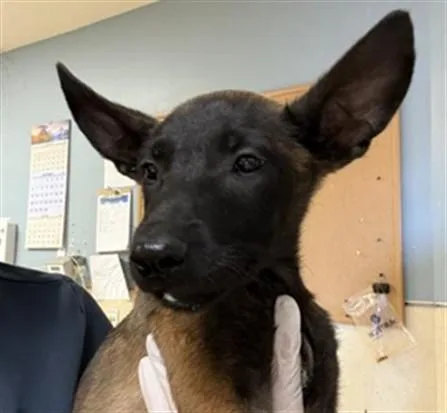 A baby small-sized male Belgian Shepherd / Malinois dog named Rico for adoption in Riverside, CA