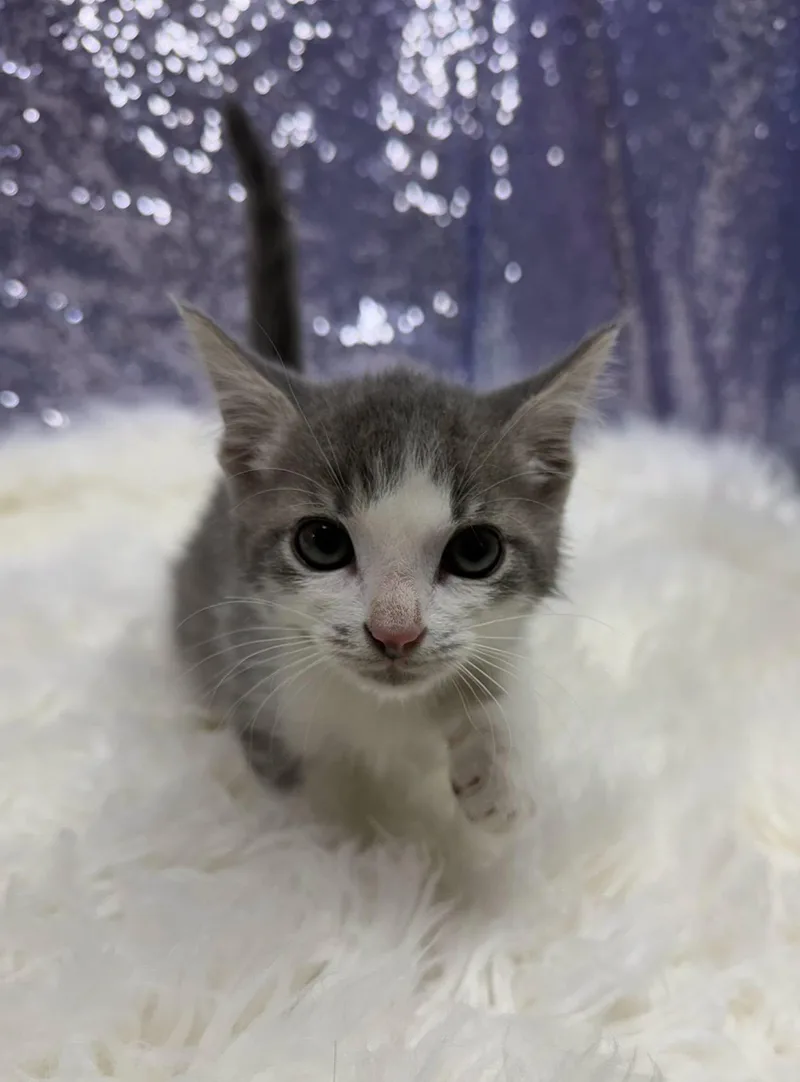 A young medium-sized male Gray & White Domestic Short Hair cat named Adan for adoption in Clarkesville, GA
