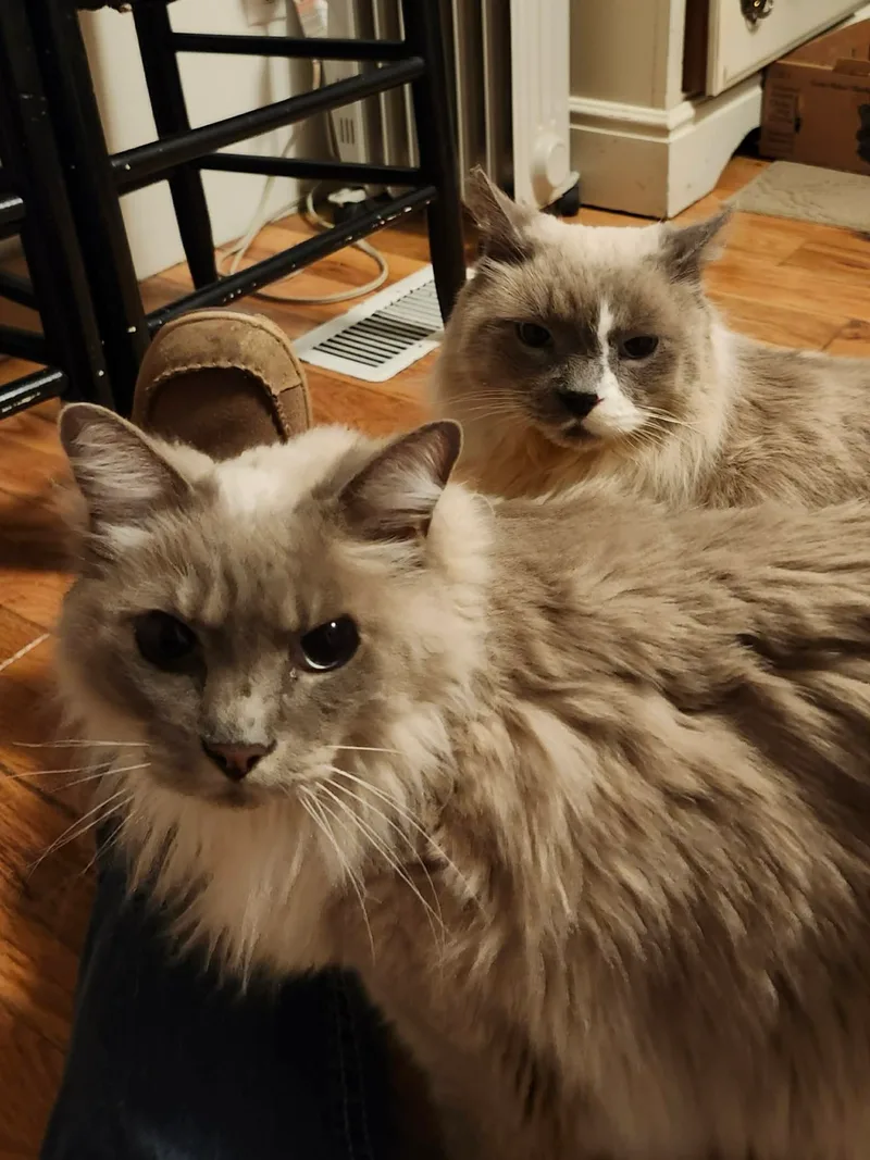 Big Daddy thumbnail 3