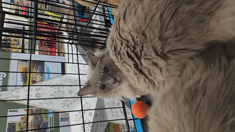 Big Daddy thumbnail 5