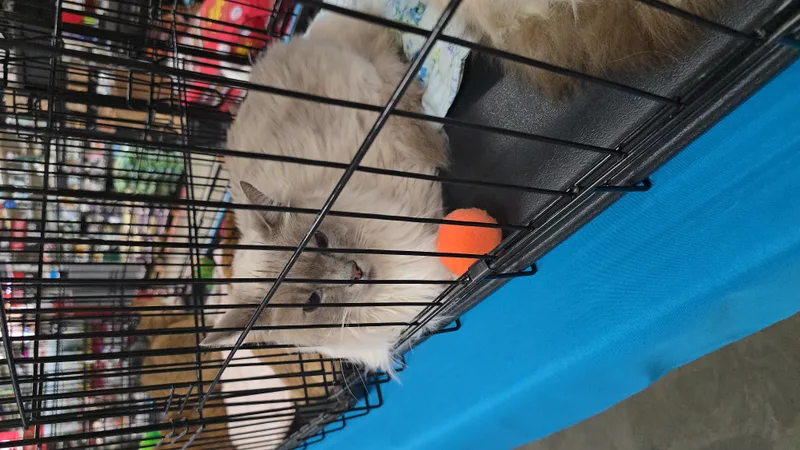 Big Daddy thumbnail 6