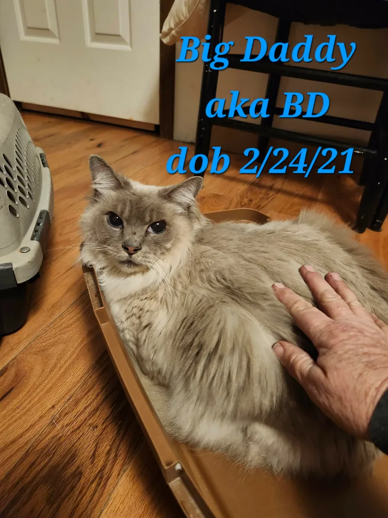 Big Daddy