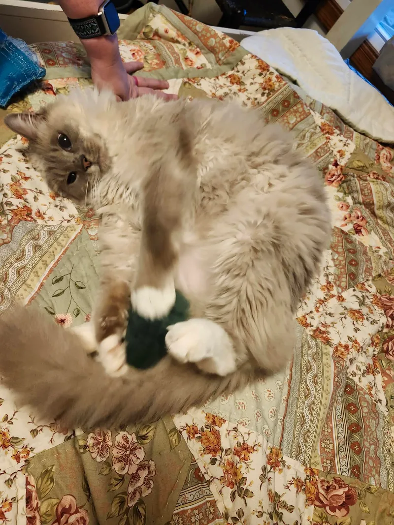 Big Daddy thumbnail 9