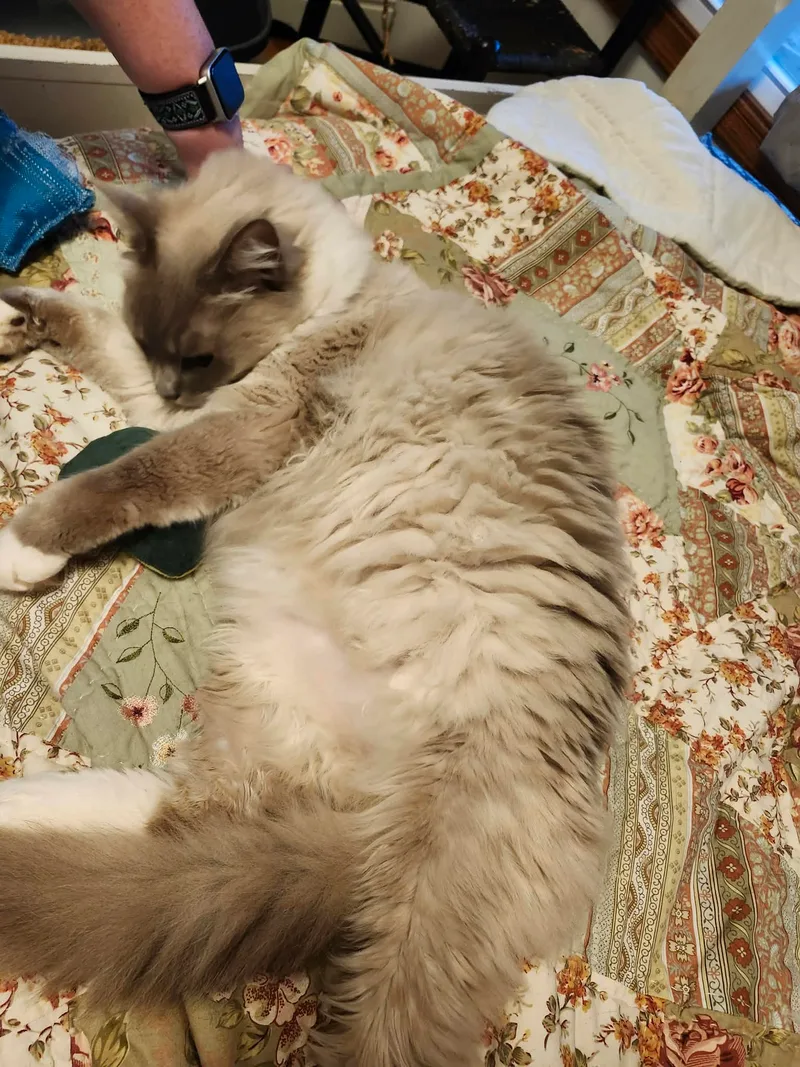 Big Daddy thumbnail 10