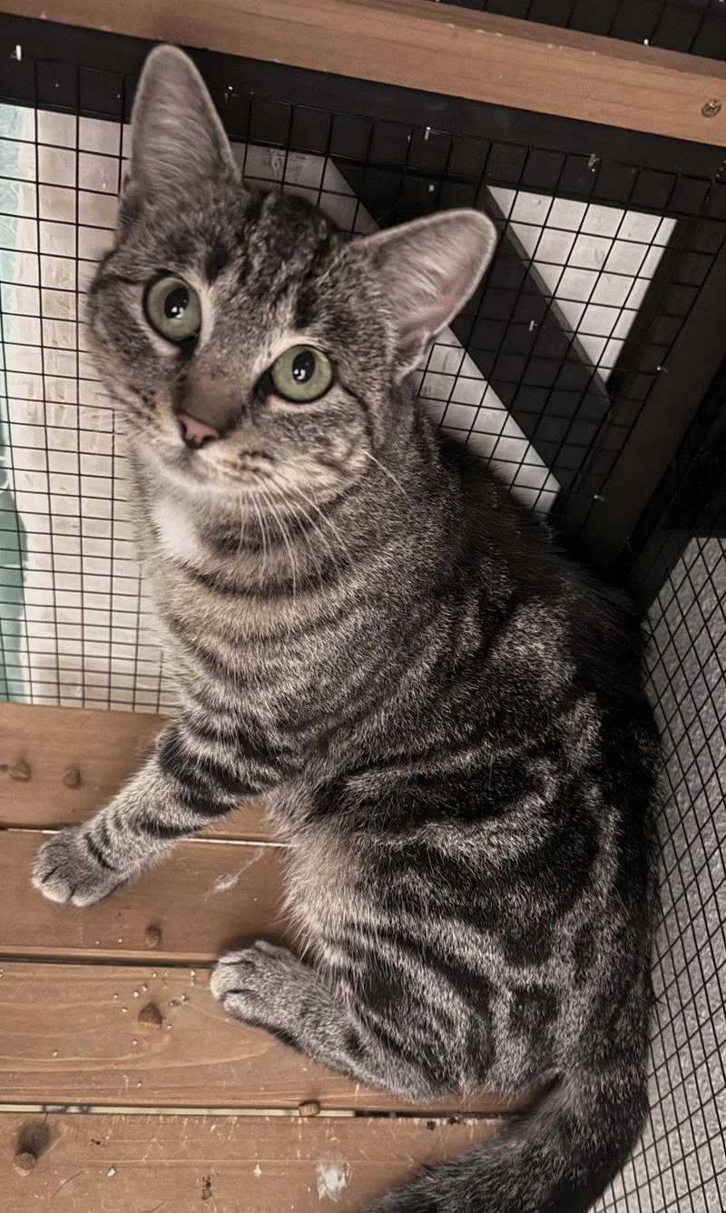 A young medium-sized female Tabby cat named Gypsie for adoption in San Luis Obispo, CA