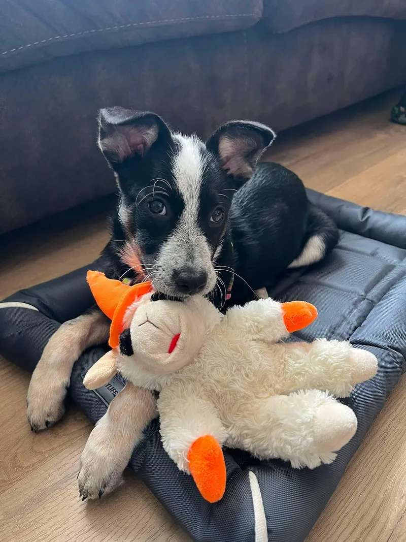 A baby medium-sized female Australian Cattle Dog / Blue Heeler dog named Petra for adoption in Manhattan, KS