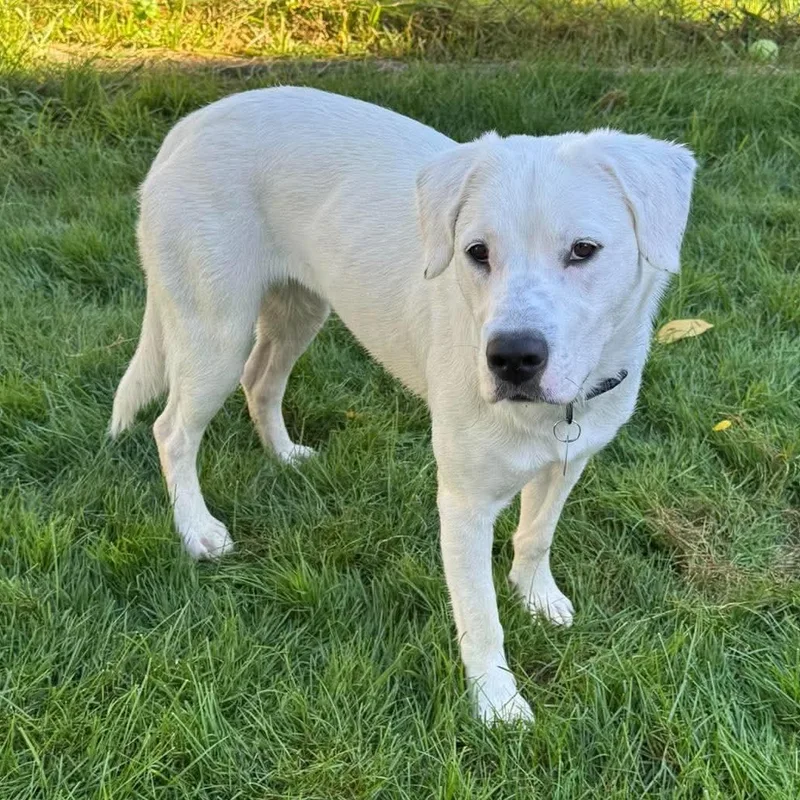 A young medium-sized female Labrador Retriever dog named Ethel for adoption in Brockport, NY