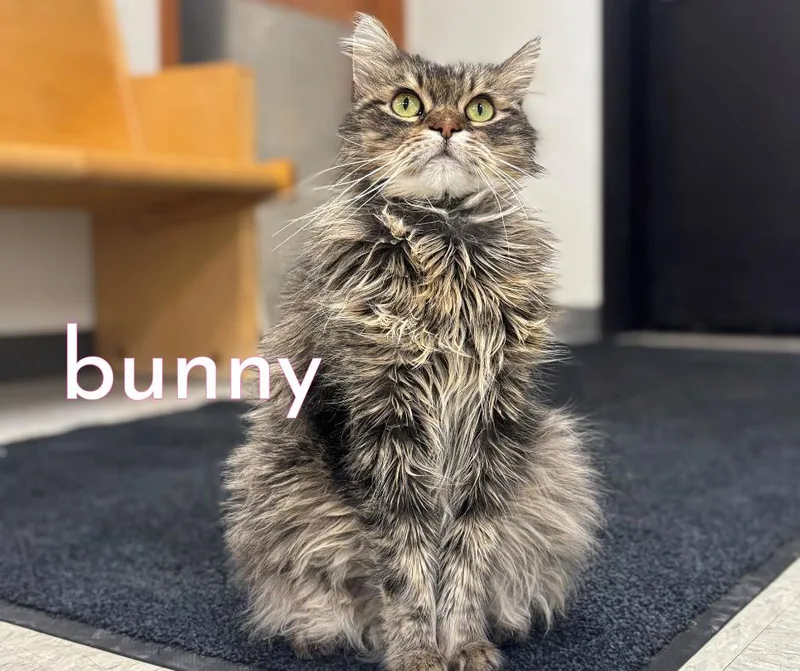 A senior medium-sized female Domestic Long Hair cat named Bunny for adoption in Nevada, IA