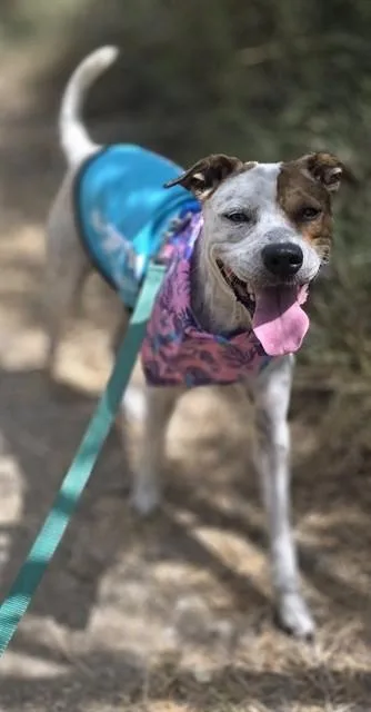 A young medium-sized female Australian Cattle Dog / Blue Heeler dog named Paula for adoption in Corpus Christi, TX