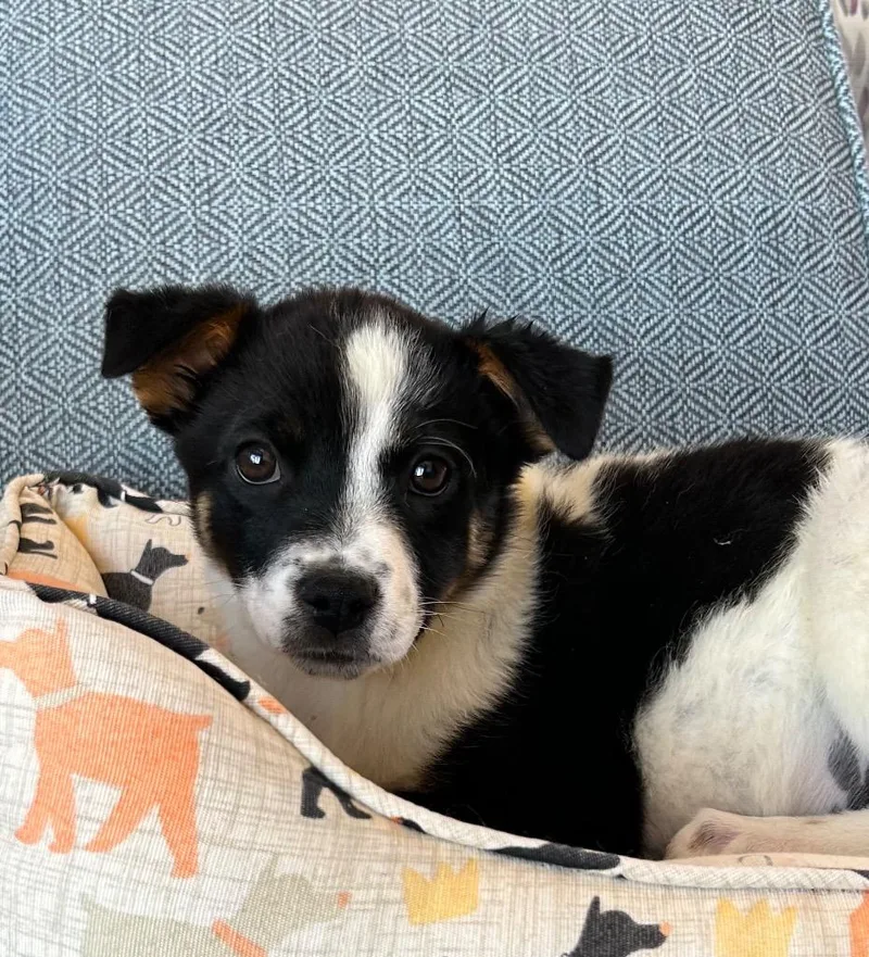 A baby medium-sized female Australian Shepherd dog named Leara for adoption in Cottonwood, AZ