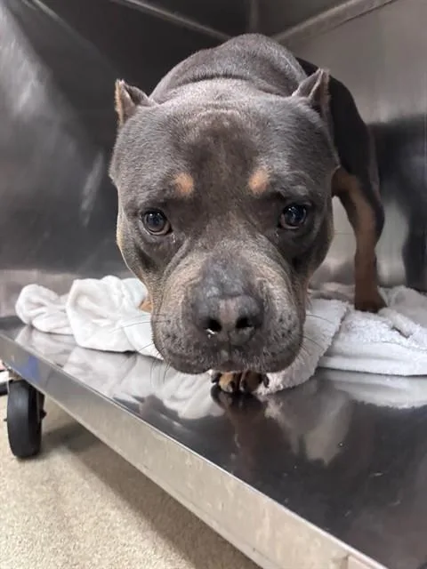 An adult large-sized male American Staffordshire Terrier dog named Scooter for adoption in Oklahoma City, OK