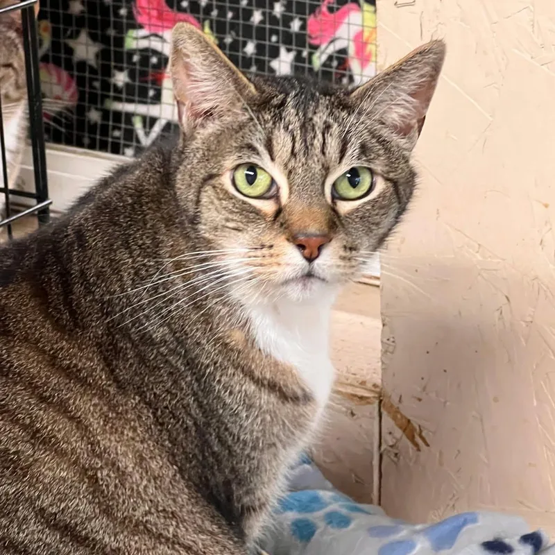 An adult large-sized male Tabby (Buff / Tan / Fawn) Domestic Short Hair cat named Squishy for adoption in Sherwood, OR