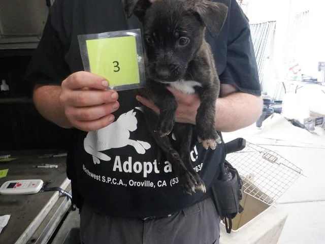 A baby medium-sized male Pit Bull Terrier dog named Mr Wickham for adoption in Oroville, CA