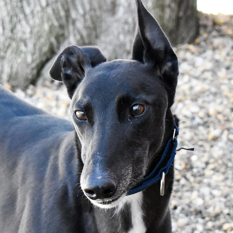 An adult large-sized male Black Greyhound dog named Olly for adoption in Ware, MA