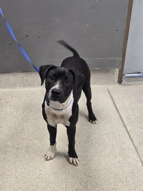 A young medium-sized female Staffordshire Bull Terrier dog named Gypsy for adoption in Tallahassee, FL