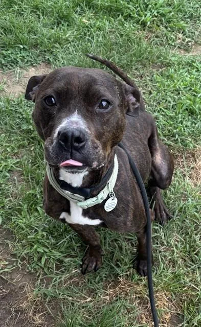 An adult medium-sized female Pit Bull Terrier dog named Monae for adoption in Upper Marlboro, MD
