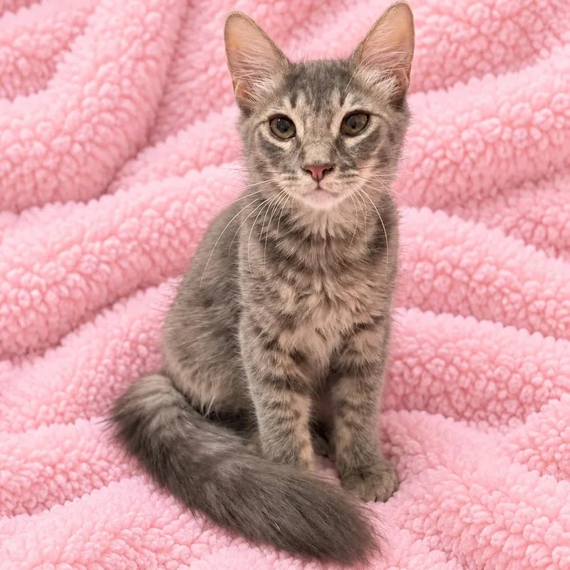 A baby medium-sized male Gray & White Domestic Medium Hair cat named Jacky Sweet Boy for adoption in Glendora, CA