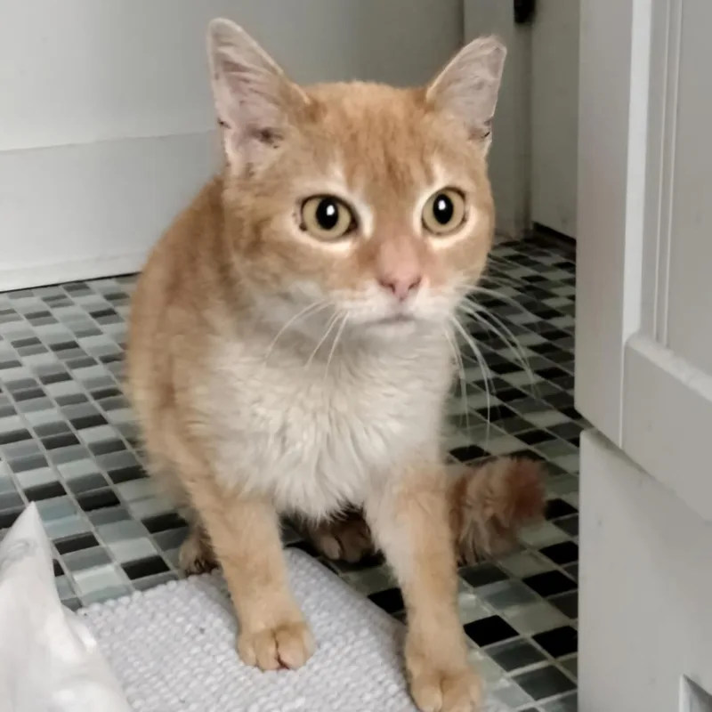 An adult small-sized female Buff / Tan / Fawn Domestic Short Hair cat named Amy for adoption in Pittsburgh, PA
