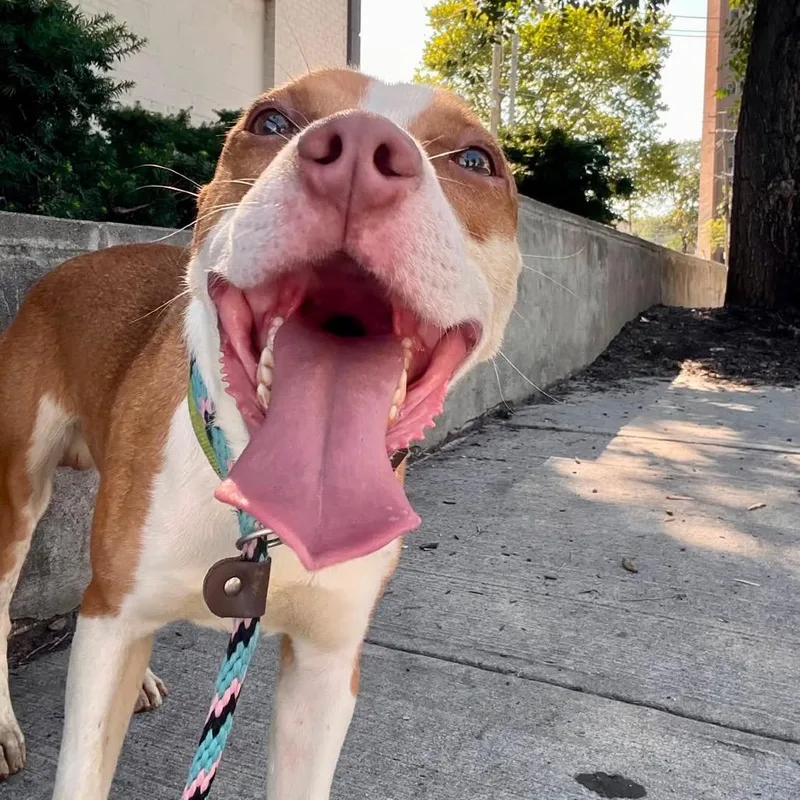 An adult medium-sized male Red / Chestnut / Orange Pit Bull Terrier dog named Kev for adoption in Newark, NJ