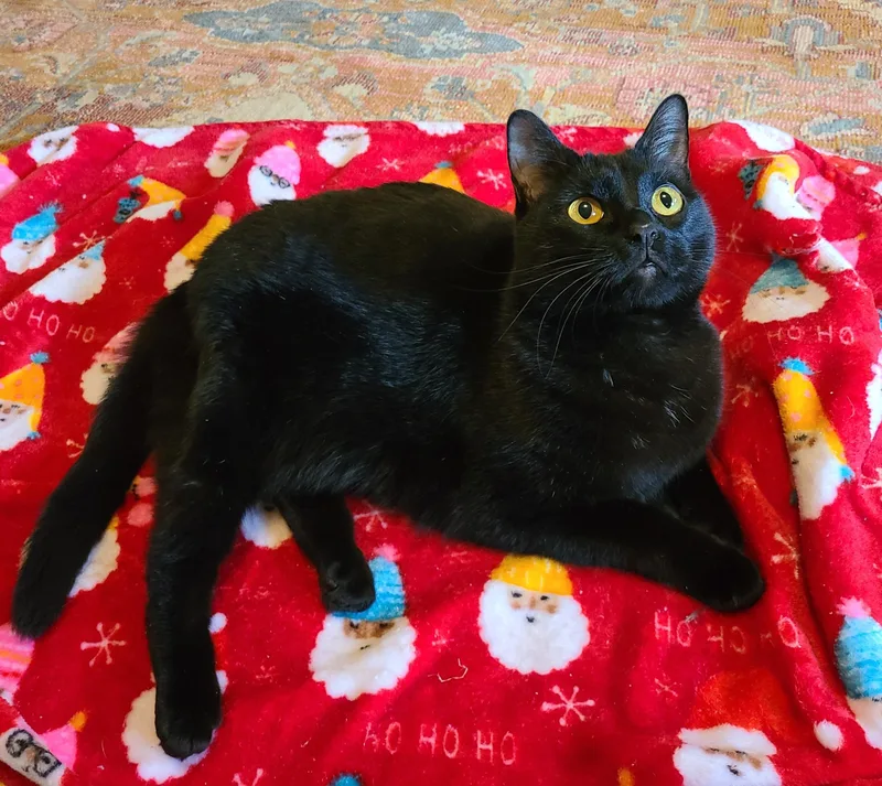 Stellaluna thumbnail 2