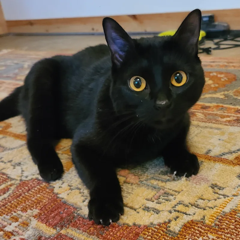 Stellaluna thumbnail 3