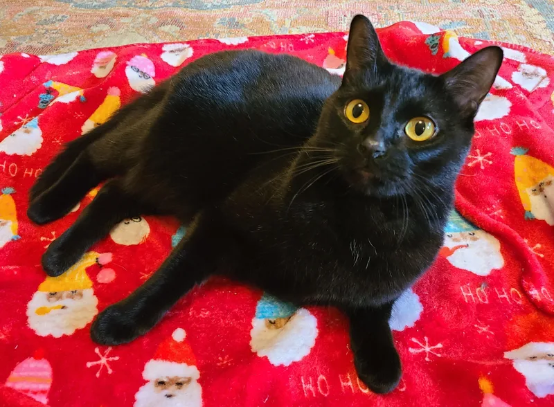 Stellaluna thumbnail 4