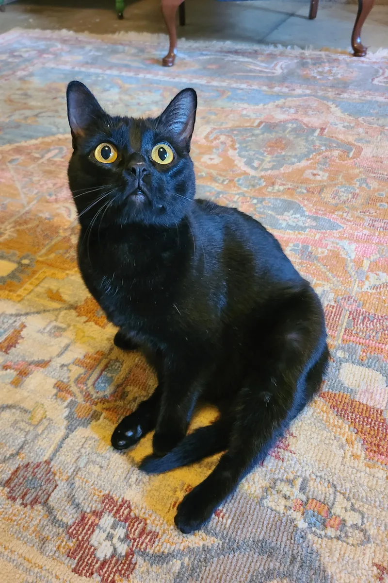 Stellaluna thumbnail 5