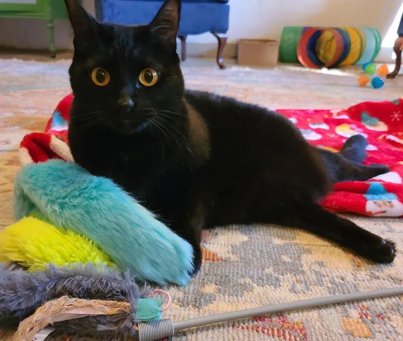 Stellaluna thumbnail 6