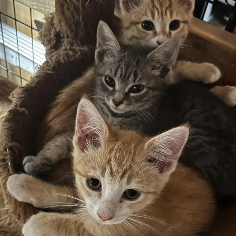 A baby small-sized female Orange / Red Domestic Short Hair cat named Ruby In Baltimore  for adoption in Alexandria, VA
