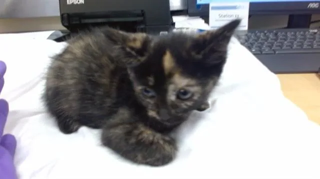 A baby small-sized female Domestic Short Hair cat named Katniss for adoption in Miami, FL