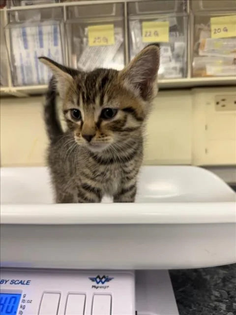 A baby medium-sized male Brown / Chocolate Domestic Short Hair cat named Bo Jack for adoption in Woodland, CA