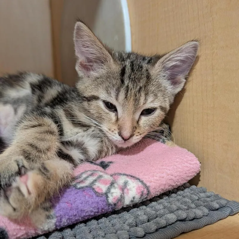 A baby small-sized female Torbie Domestic Short Hair cat named Debbie for adoption in Washington Township, OH