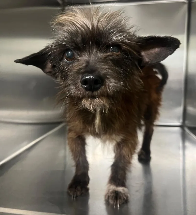 A young small-sized female Terrier dog named Brn for adoption in Labelle, FL