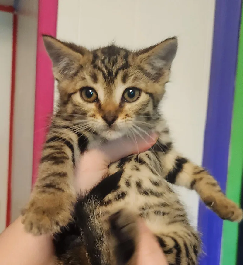 A young medium-sized female Domestic Short Hair cat named Sweetie for adoption in Forest, VA