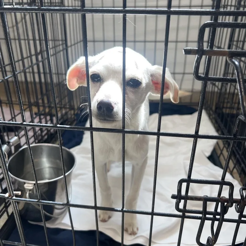 A baby small-sized female White / Cream Chihuahua dog named Millie for adoption in LOXAHATCHEE, FL