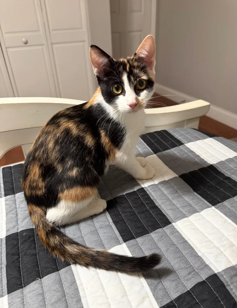 A baby medium-sized female Calico cat named Phoenix for adoption in Winter Park, FL