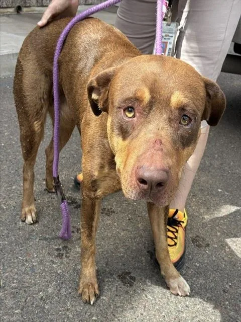 An adult large-sized male Rottweiler dog named Mr Goodbar for adoption in Phoenix, AZ