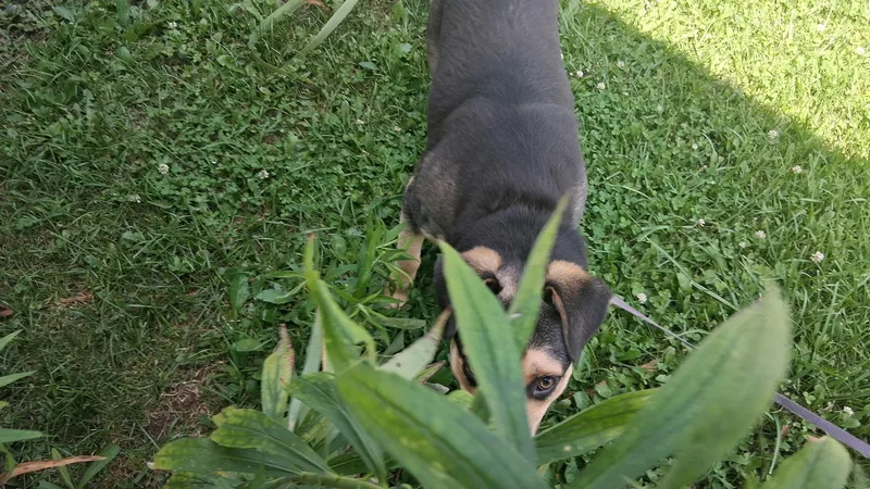 A young medium-sized female German Shepherd Dog dog named Miss Piggy for adoption in Hillsboro, MO