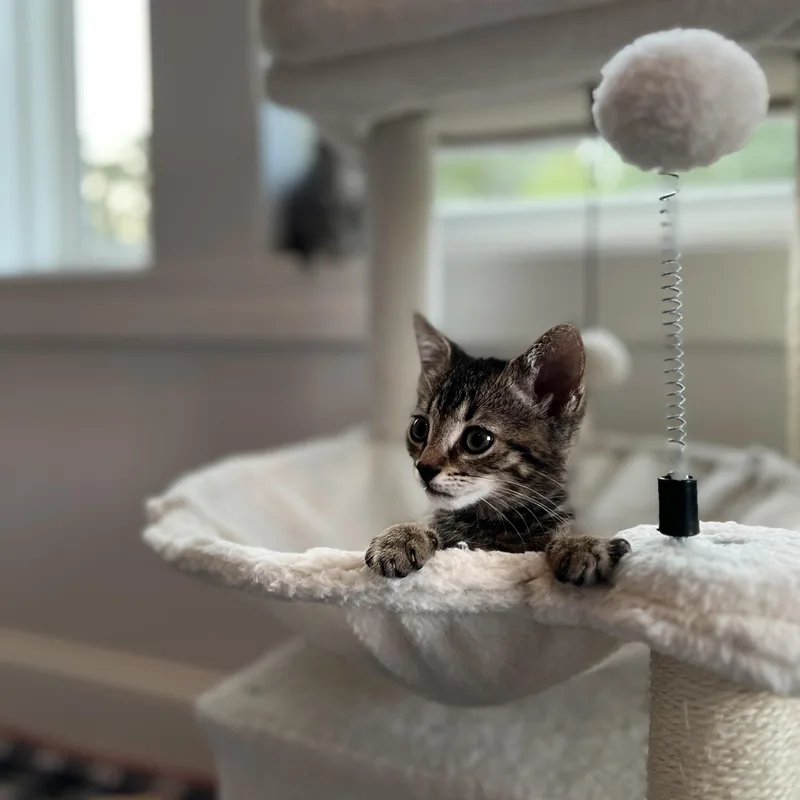 A baby small-sized male Tabby (Brown / Chocolate) Domestic Medium Hair cat named Calder for adoption in New Bern, NC