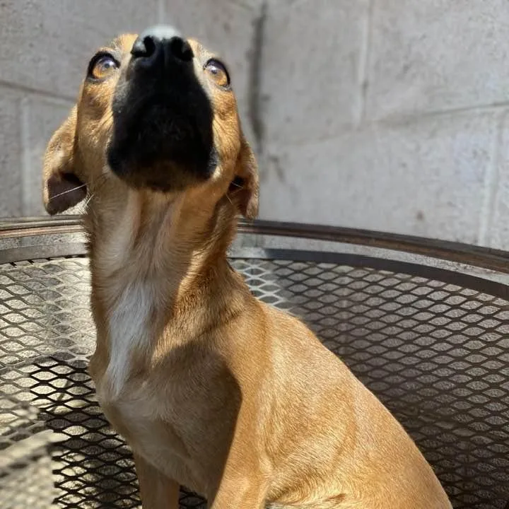 Pillow Talk Pc thumbnail 2