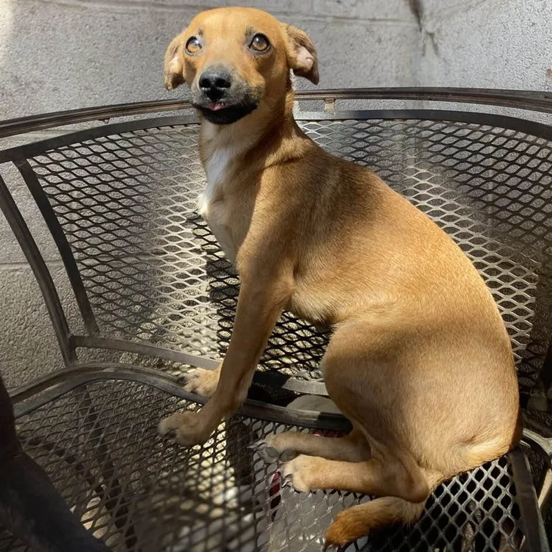 Pillow Talk Pc thumbnail 4