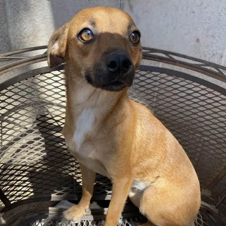 Pillow Talk Pc thumbnail 5