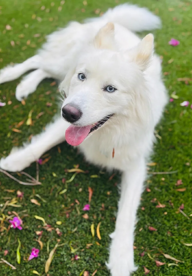 A young medium-sized female White / Cream Husky dog named Gaia for adoption in Pflugerville, TX