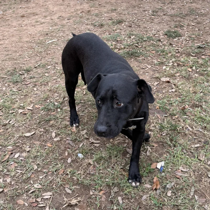 Beatrice thumbnail 3