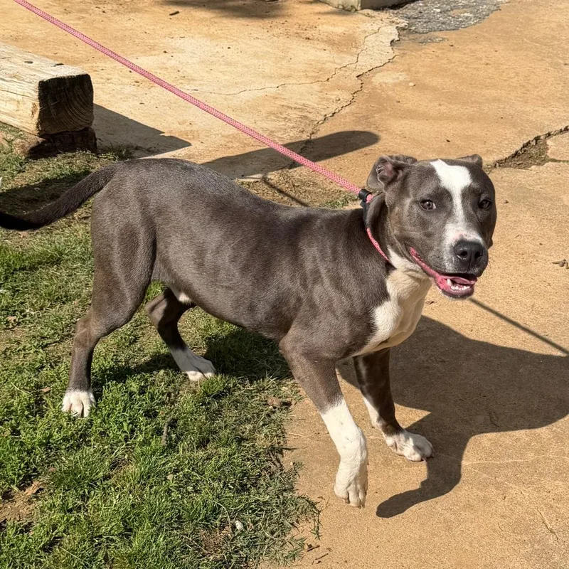 A young medium-sized male Black Pit Bull Terrier dog named Billy for adoption in Denison, TX